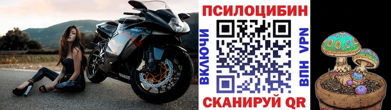 Псилоцибиновые грибы Psilocybe Новоалександровск